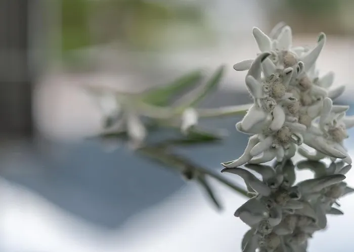 Residenz Allegra Ξενοδοχείο με διαμερίσματα