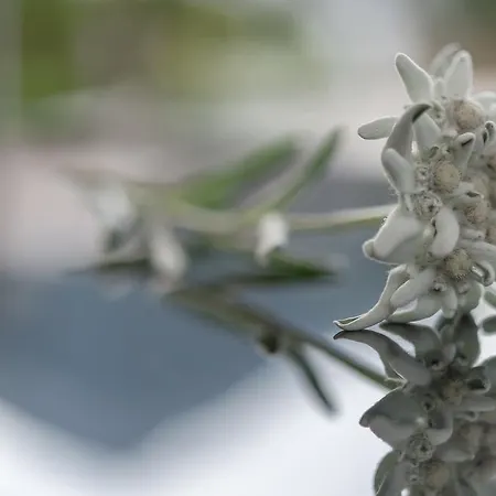 Residenz Allegra Aparthotel